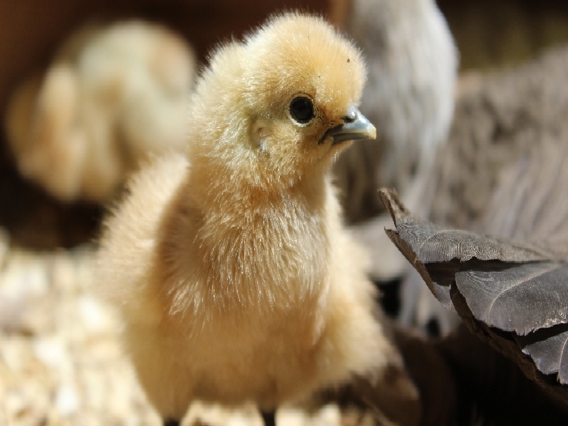 张女士成功案例